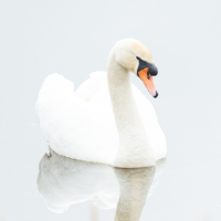 Witte zwaan
