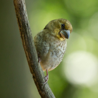Appelvink - De Kop van Deelen Hoenderloo
