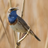 Zingende Blauwborst tussen het riet van de Waverhoek