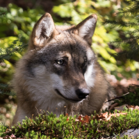 Rustende wolf in de schaduw van de bomen in het Bayerischer Wald