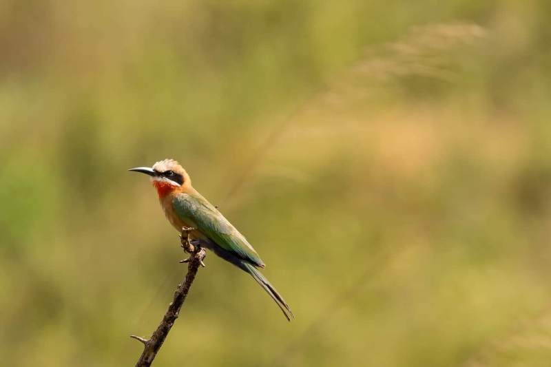 Witkapbijeneter in Arusha National Park Tanzania