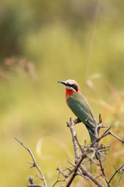 Witkapbijeneter in Arusha National Park Tanzania