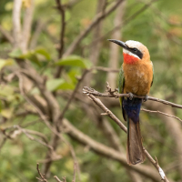 Witkapbijeneter in Arusha National Park Tanzania