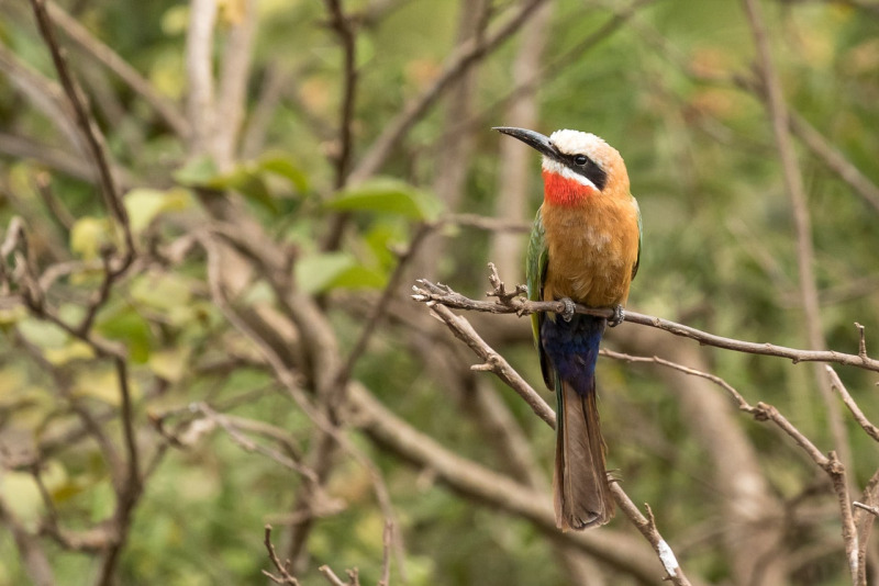 Witkapbijeneter in Arusha National Park Tanzania