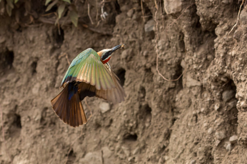 Witkapbijeneter bij zijn nest in Arusha National Park Tanzania