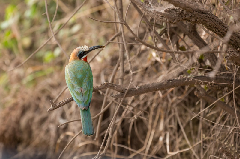 Witkapbijeneter bij zijn nest in Arusha National Park Tanzania