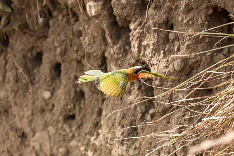 Witkapbijeneter bij zijn nest in Arusha National Park Tanzania