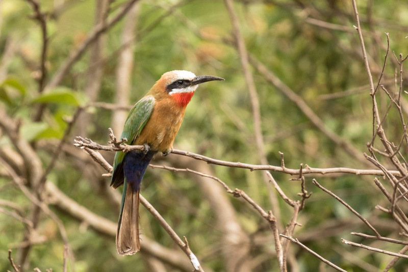 Witkapbijeneter in Arusha National Park Tanzania