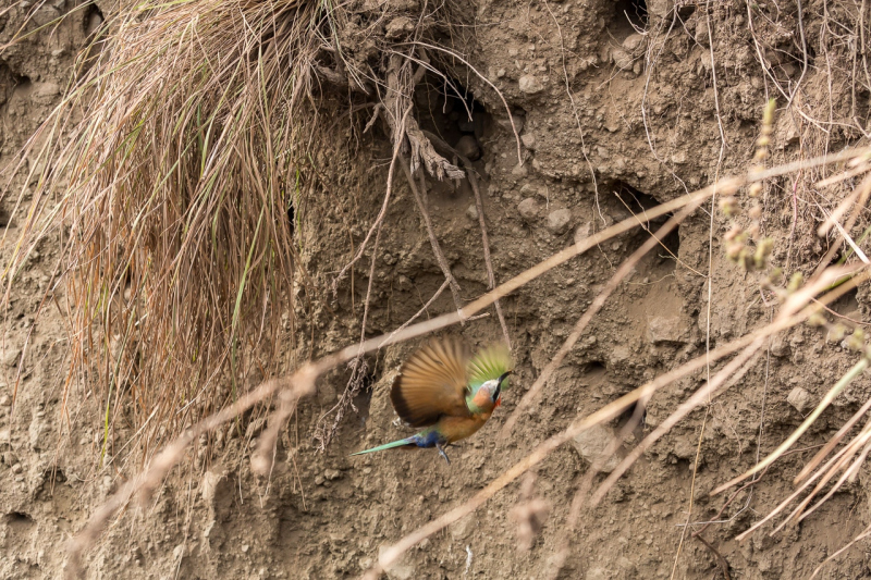 Witkapbijeneter bij zijn nest in Arusha National Park Tanzania