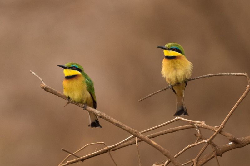 Kleine Groene Bijeneters - Tanzania