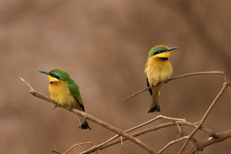 Kleine Groene Bijeneters - Tanzania