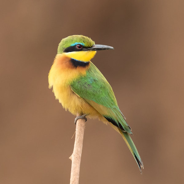 Kleine Groene Bijeneter - Tanzania