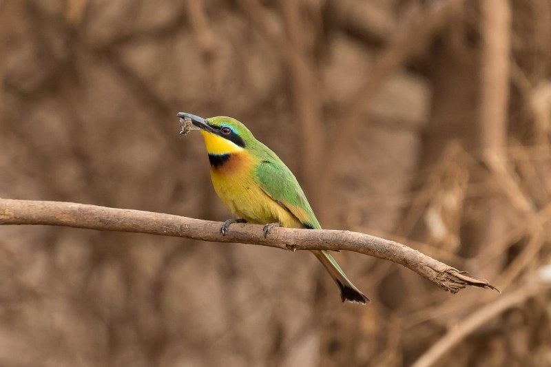 Kleine Groene Bijeneter - Tanzania