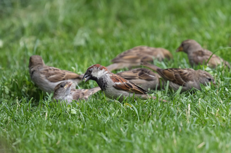 1_familie-mus-0642