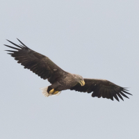 Vliegende Zeearend in de Biesbosch