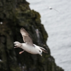 Zilvermeeuw langs de klippen van IJsland