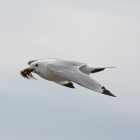 Stormvogel bouwt een nest