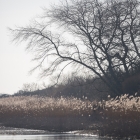 Amsterdamse Waterleidingduinen