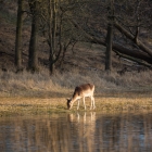 Damhert in de AWD