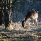 Damhert in de Amsterdamse Waterleidingduinen