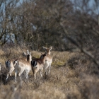 Damherten in de Amsterdamse Waterleidingduinen