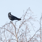 Kraai in de Amsterdamse Waterleidingduinen