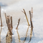 Riet