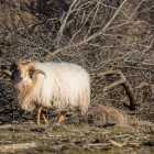 Schaap in de Amsterdamse Waterleidingduinen