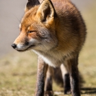 De beroemde vos van de Amsterdamse Waterleidingduinen