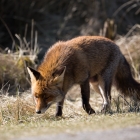 De beroemde vos van de Amsterdamse Waterleidingduinen