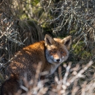 De beroemde vos van de Amsterdamse Waterleidingduinen