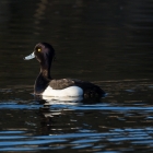 Weerspiegeling in de AWD