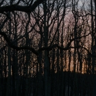 Zonsondergang in de Amsterdamse Waterleidingduinen