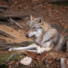 Wolf in het Bayerischer Wald