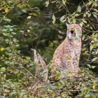 Lynx in het Bayerischer Wald