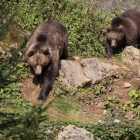 Twee bruine beren in het Bayerischer Wald