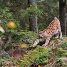 Lynx in het Bayerischer Wald
