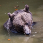 Badende beer in het Bayerischer Wald