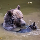 Badende beer in het Bayerischer Wald