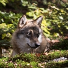 Rustende wolf in de schaduw van de bomen in het Bayerischer Wald
