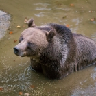 Bruine beer in het Bayerischer Wald