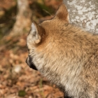Het hoekje om - Wolf in het Bayerischer Wald