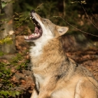 Gaap - gapende wolf aan het uitbuiken na de maaltijd