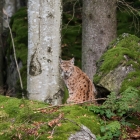 Lynx onder de bomen in het Bayerischer Wald