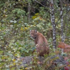 Lynx in Nationalpark Bayerischer Wald