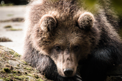 Bruine beer in het berenverblijf