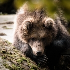 Bruine beer in het berenverblijf