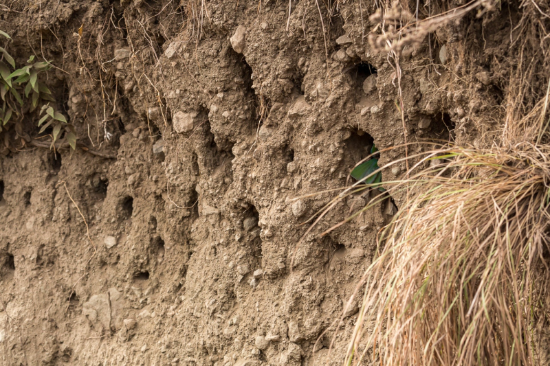 Witkapbijeneter bij zijn nest in Arusha National Park Tanzania