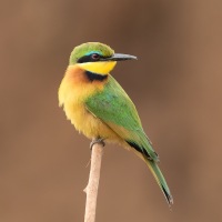 Kleine Groene Bijeneter - Tanzania
