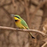 Kleine Groene Bijeneter - Tanzania